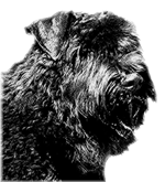 Bouvier des flandres photo -Elevage du Clos de la Luette - COPYRIGHT DEPOSE