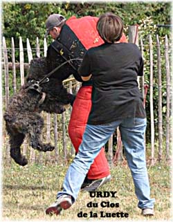 Elevage du CLOS DE LA LUETTE - COPYRIGHT DEPOSE