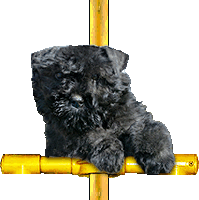 SITE WEB ELEVAGE DU CLOS DE LA LUETTE SPECIALISE POUR LE BOUVIER DES FLANDRES ©